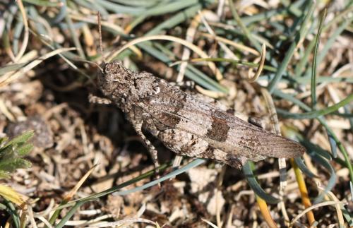 Oedipoda caerulescens caerulescens